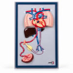 Fetal Circulation Model
